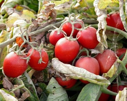 Descripción de la variedad de tomate Donna Anna y sus características