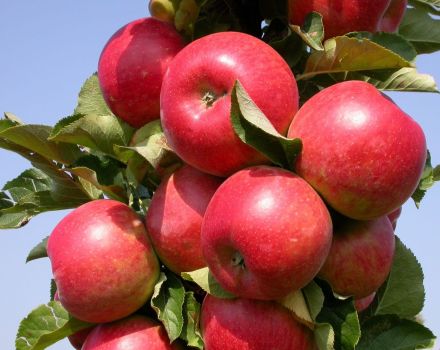 Kolonnu ābolu šķirnes Ostankino apraksts un īpašības, stādīšana un kopšana