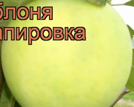 Beschreibung und Eigenschaften der Apfelsorten Papirovka, Vor- und Nachteile, Anbau