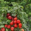 Geriausios žemai augančių vyšninių pomidorų veislės, atviros žemės