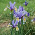 Descrizione delle varietà di iris bulbose, semina e cura in campo aperto
