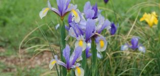 Description of varieties of bulbous irises, planting and care in the open field