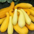 Geriausių geltonųjų cukinijų, skirtų vartoti ir auginti, veislių aprašymas