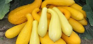 Descripción de las mejores variedades de calabacín amarillo para consumo y cultivo.