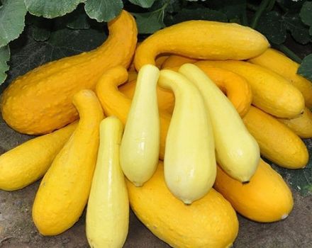 Popis nejlepších odrůd cukety žluté pro spotřebu a pěstování