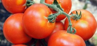 Beschrijving en kenmerken van het tomatenras Martha F1