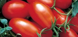 Beskrivning av tomatsorten Office-romantik, funktioner för odling och vård