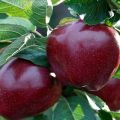 Опис сорте јабука Црни принц и Џонапринце, корисна својства и историја