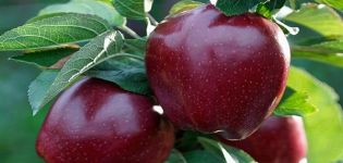 Opis odrody jabĺk Čierny princ a Johnaprince, užitočné vlastnosti a história