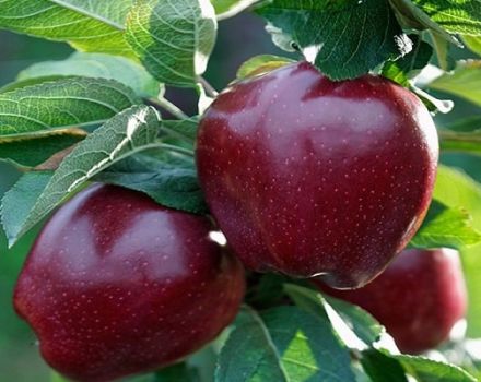 Beskrivning av olika äpplen Black Prince och Johnaprince, användbara egenskaper och historia