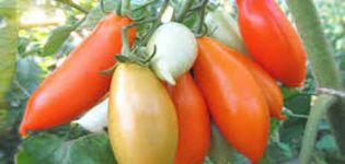  Description de la variété de tomate Palmyra, ses caractéristiques et sa productivité