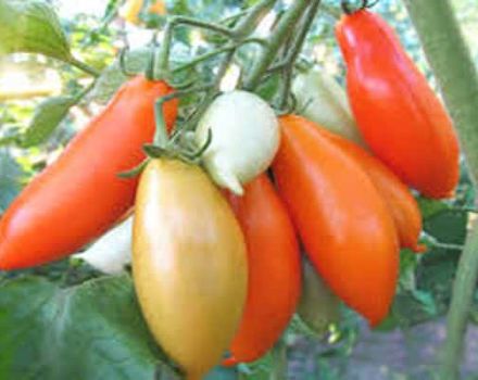  Beskrivning av Palmira-tomatsorten, dess egenskaper och produktivitet