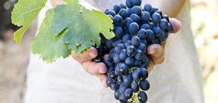 Ką galima ir ko negalima sodinti šalia vynuogių, augalų suderinamumas