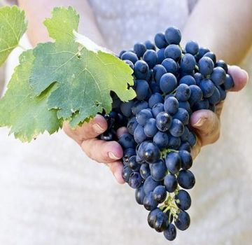 Co można, a czego nie można sadzić obok winogron, zgodność roślin