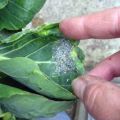 Как да се справим с листни въшки по зеле, като се използват народни методи, отколкото да се обработват у дома