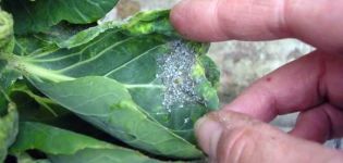 Sådan håndteres bladlus på kål ved hjælp af folkemetoder end at behandle derhjemme