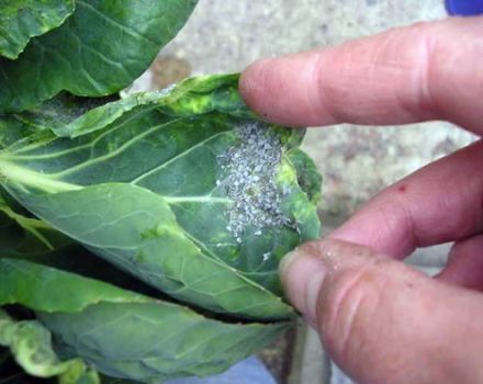 Wie man mit Blattläusen auf Kohl mit Volksmethoden umgeht, als zu Hause zu verarbeiten