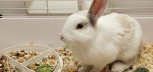 Vad spannmål kan och inte kan ges till kaniner, fördelarna och skadorna av olika typer