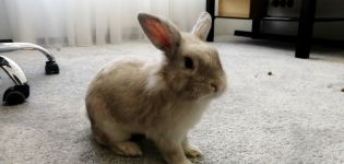 Lohnt es sich, ein Kaninchen in eine Wohnung zu bringen, die Vor- und Nachteile der Haltung