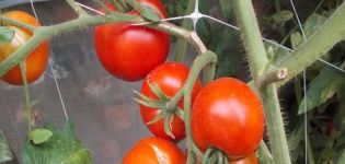 Egenskaper och beskrivning av tomatsorten Dvortsovy, utbyte