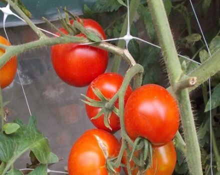 Egenskaper och beskrivning av tomatsorten Dvortsovy, utbyte