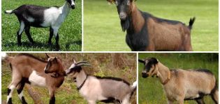 Descrierea și caracteristicile caprelor alpine, caracteristicilor de reproducere