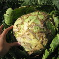 Description of cabbage diseases in the open field, treatment and control of them