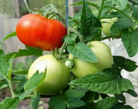 Egenskaper och beskrivning av tomatsorten Mashenka, utbyte