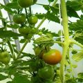 Opis i karakteristike sorte rajčice Lazy Dream