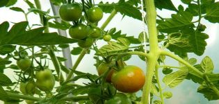 Beskrivning och egenskaper hos tomatsorten Lazy Dream