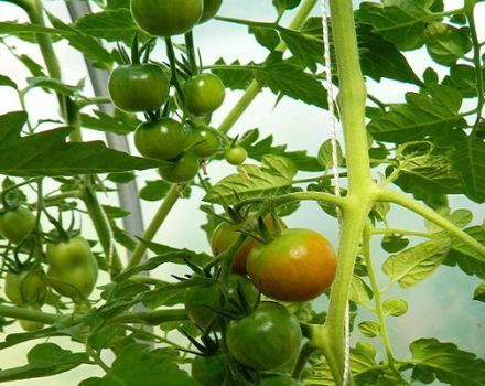 Descripción y características de la variedad de tomate Lazy Dream