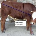Hur mycket väger en kalv i genomsnitt och en tabell över viktökning efter månader efter födseln