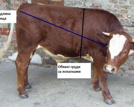 Hvor meget vejer en kalv i gennemsnit og en tabel med vægtøgning efter måneder fra fødslen