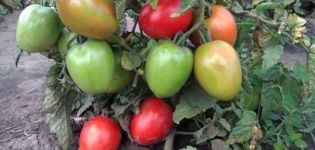 Geriausios ankstyvųjų mažai augančių produktyvių pomidorų veislės, atviros žemės