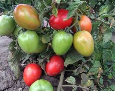 Les meilleures variétés précoces de tomates productives à faible croissance pour les sols ouverts