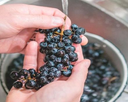 Is het nodig om druiven te wassen om wijn, regels en functies te maken