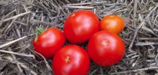 Opis skorej odrody rajčiaka Skorospelka a jej vlastnosti