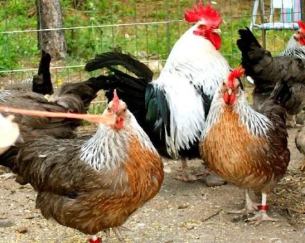 Descrizioni delle 15 migliori razze di polli da carne per l'allevamento a casa