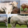 Beskrivning och egenskaper hos kor av den belgiska blå rasen, deras innehåll