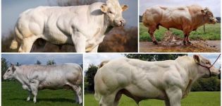 Beskrivelse og karakteristika for belgiske blå køer, deres indhold