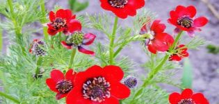 Regels voor het planten en verzorgen van zomeradonis, groeiende bloemen en variëteiten
