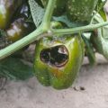 Hvorfor rotter peberfrugter og bliver sort på en busk i et drivhus, og hvad de skal gøre