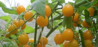 Description de la variété de tomate Summer Sun, ses caractéristiques et son rendement