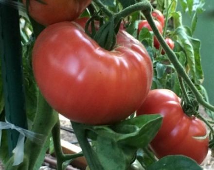 Egenskaper och beskrivning av tomatsorten Miracle of the garden