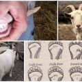 Kaip nustatyti ožkos amžių dantimis, ragais ir išvaizda bei neteisingais metodais