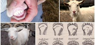Ako určiť vek kozy pomocou zubov, rohov a vzhľadu a nesprávnych metód