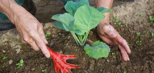Hoe en wanneer kool goed bij elkaar kruipen na het planten in de grond