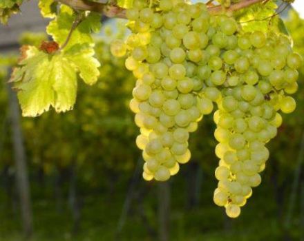 A Sauvignon szőlő kiválasztásának leírása és története, az ültetési módok és az ápolási szabályok