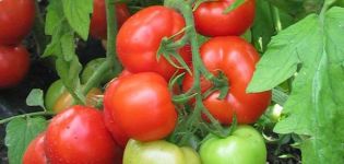 Burkovsky tomātu šķirnes agrīnais apraksts un tā īpašības