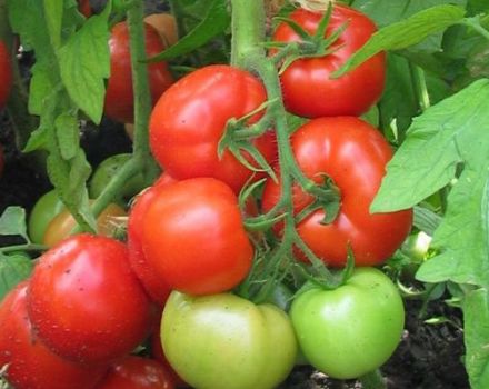 Beskrivning av tomatsorten Burkovsky tidigt och dess egenskaper